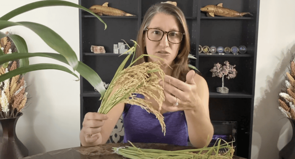 drying rice stalks